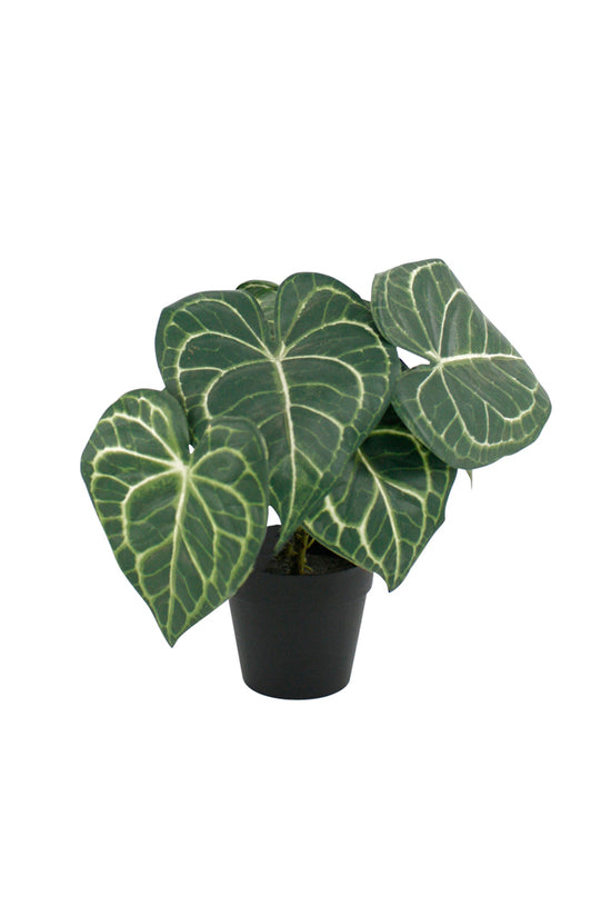An Artificial Flora Turtle Alocasia Potted 24cm plant in a black pot on a white background.