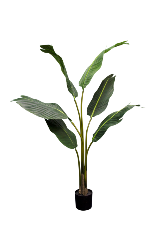 A Strelitzia Nicolai 1.2m plant from Artificial Flora in a pot against a black background.