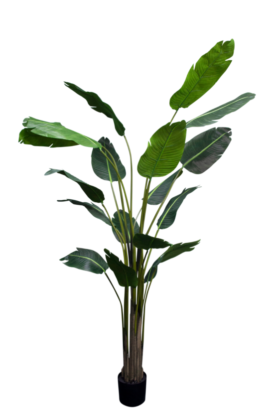 An Artificial Flora Strelitzia Nicolai 2.4m plant, resembling a banana plant, displayed in a pot against a black background.