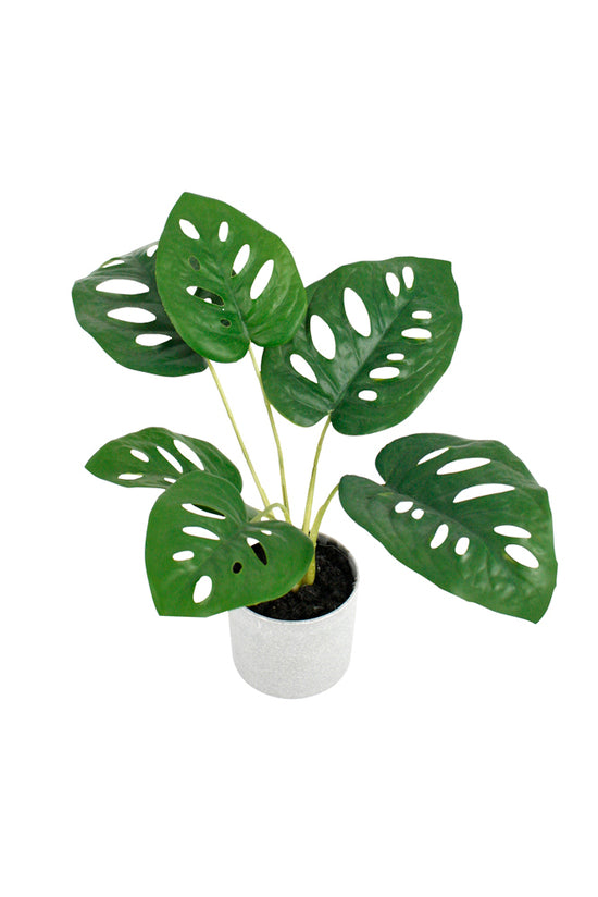Swiss Cheese Plant Potted 24cm