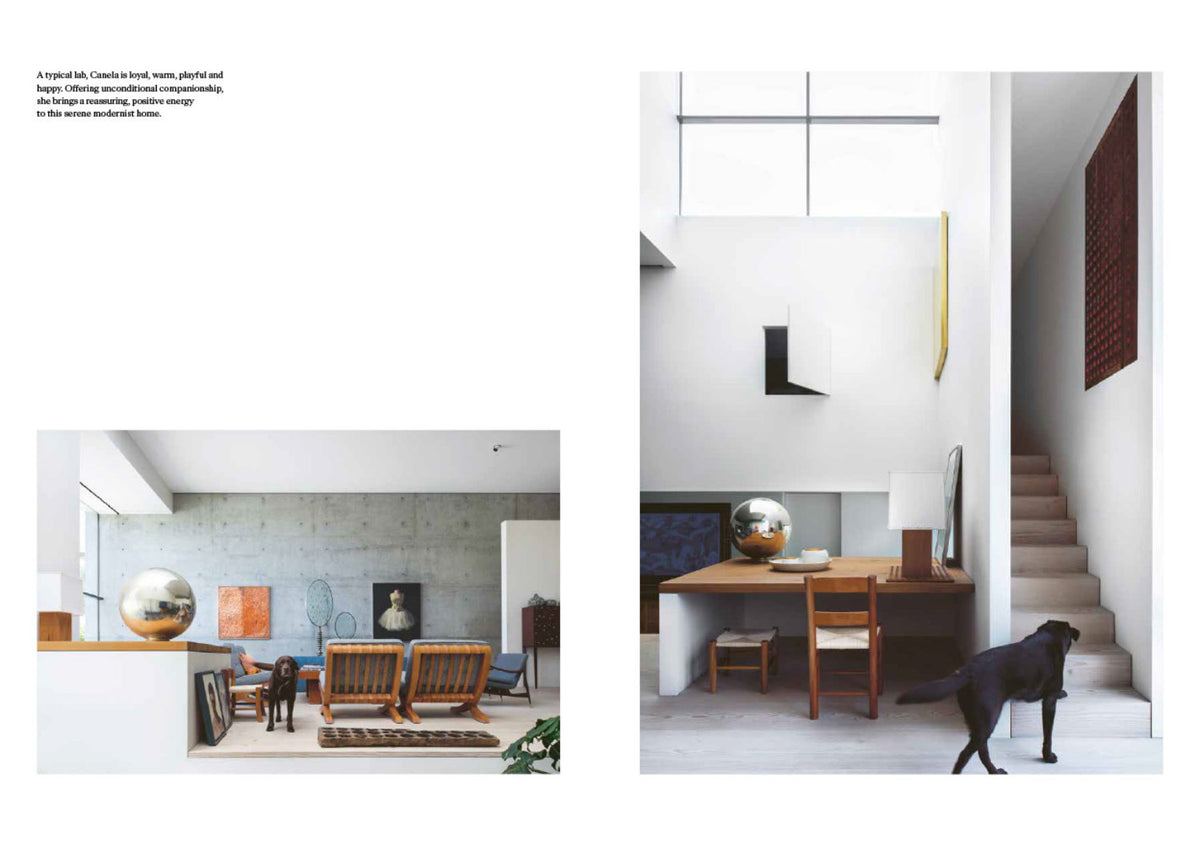Spread with a dog on a staircase in an open living area with timber furniture