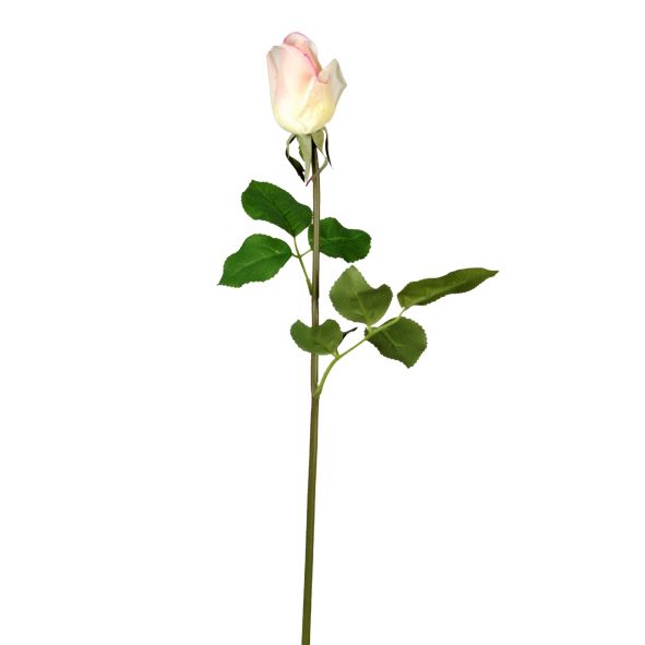 A single Renaissance Rose - Cream Pink, symbolizing romance and love, blooms on a delicate stem against a pristine white background.