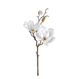 Southern Magnolia - White