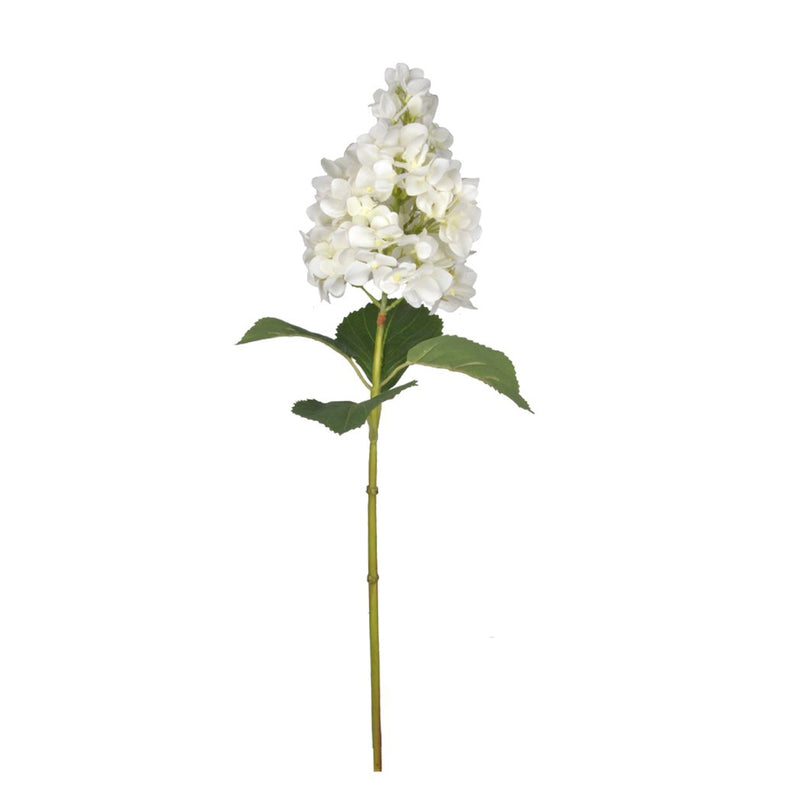 Panicle Hydrangea - White