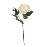 Garden Rose - White