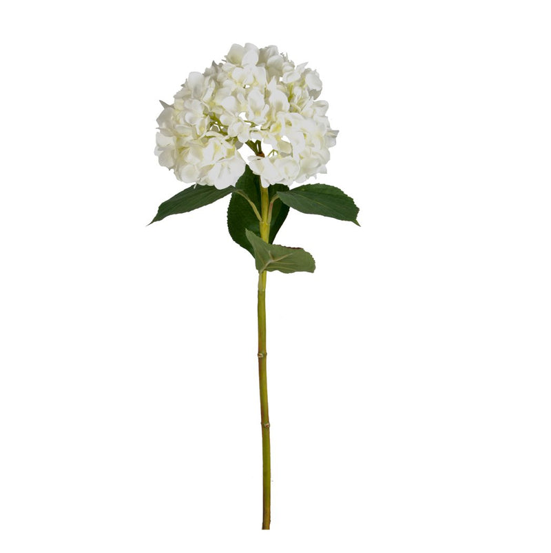 Mophead Hydrangea - White