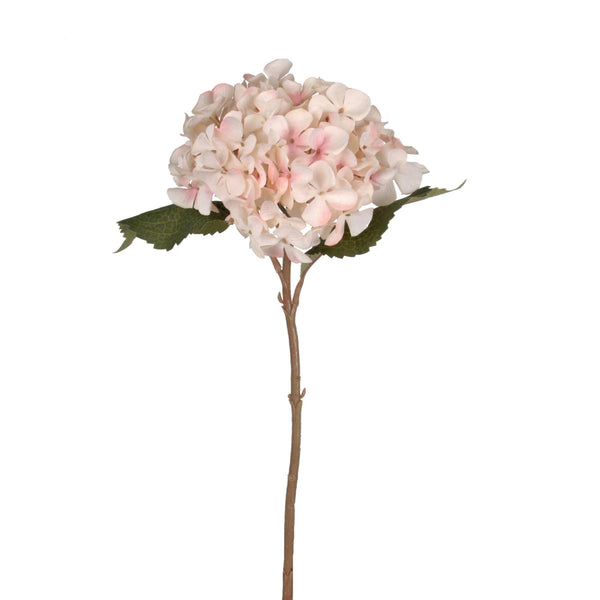 A Vintage Hortensia - Blush on a stem against a white background surrounded by greenery.