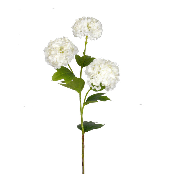Three Viburnum Snowball - White flowers on a stem against a white background.