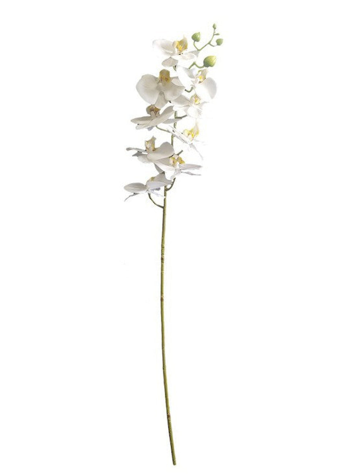 White moth orchid stem with open blooms and green buds, full length on white