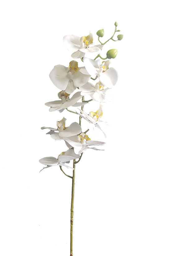 A Real Touch Moth Orchid White on a stem against a white background, showcasing floral styling from Artificial Flora.