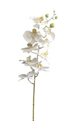 A Real Touch Moth Orchid White on a stem against a white background, showcasing floral styling from Artificial Flora.