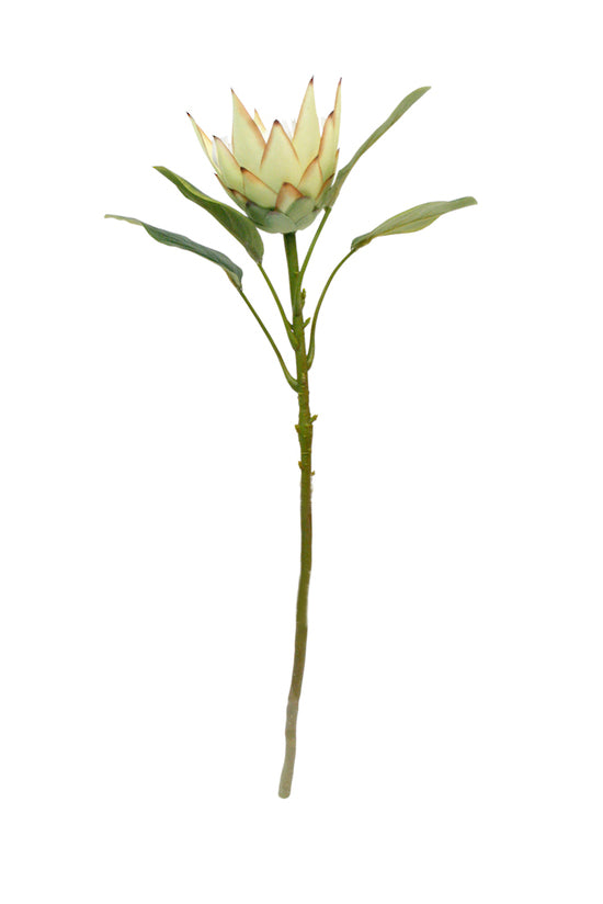 King protea spray with a single cream and green bloom on a long leafy stem, on white