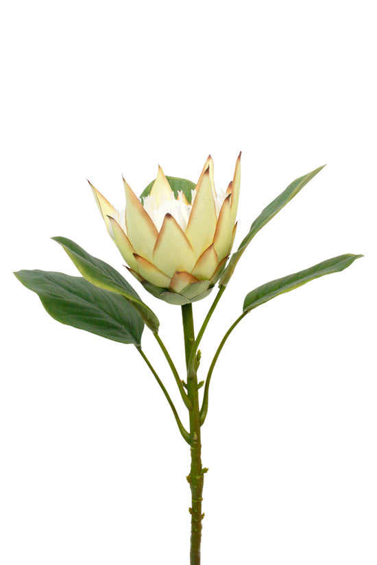 A King Small Protea Spray Green surrounded by foliage sprays on a stem against a white background.