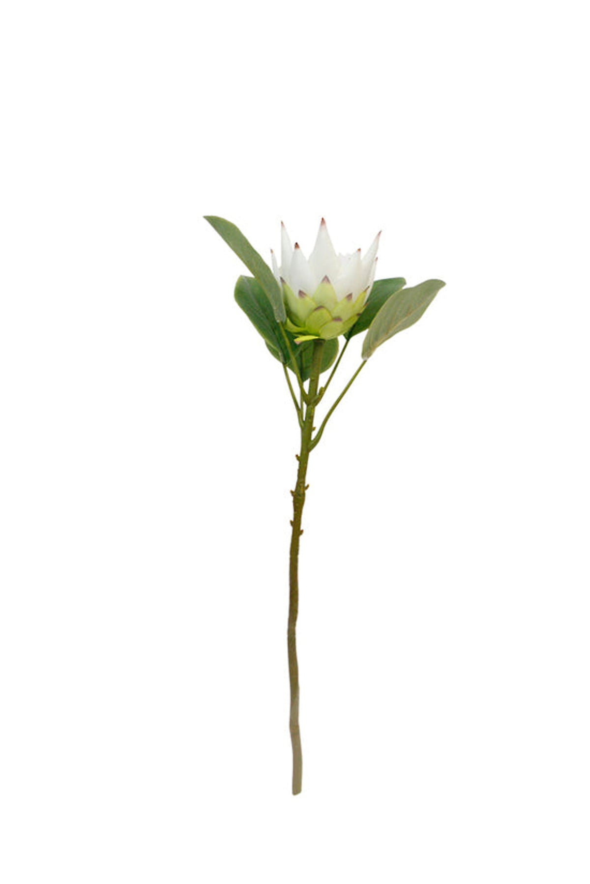 Faux white king protea spray on a single stem with green leaves, on white
