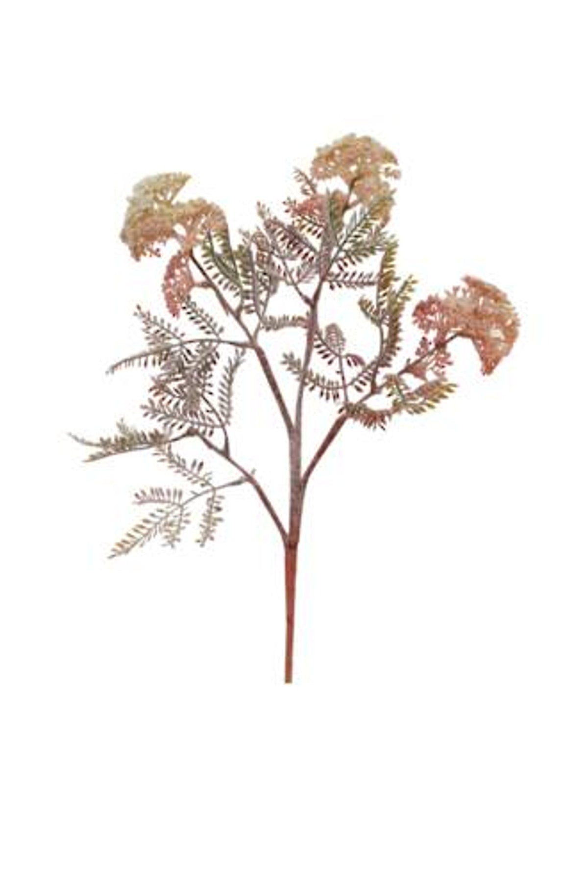 Wild flower spray with lacy fern leaves, full length on white