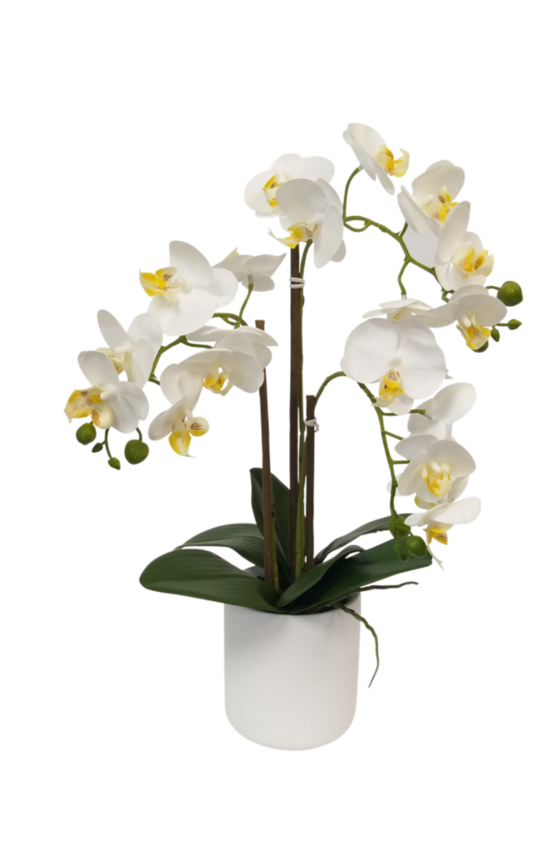 White Pot Phalaenopsis Orchid 47cm by Artificial Flora in a white vase on a black background.