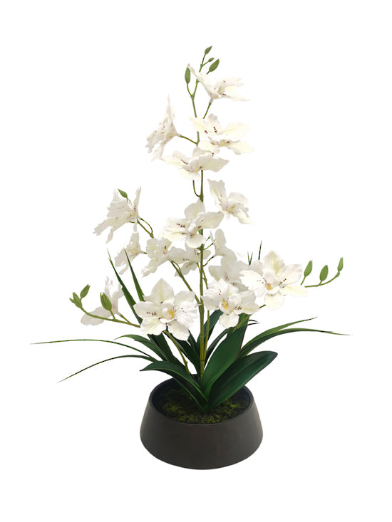Artificial Dendrobium Nobile Orchids in a black vase on a white background would become: Artificial Flora's Dendrobium Nobile Orchid in Black Pot 44cm on a white background.