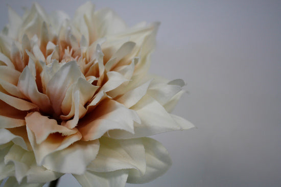 Madrid Dahlia Blush/Cream