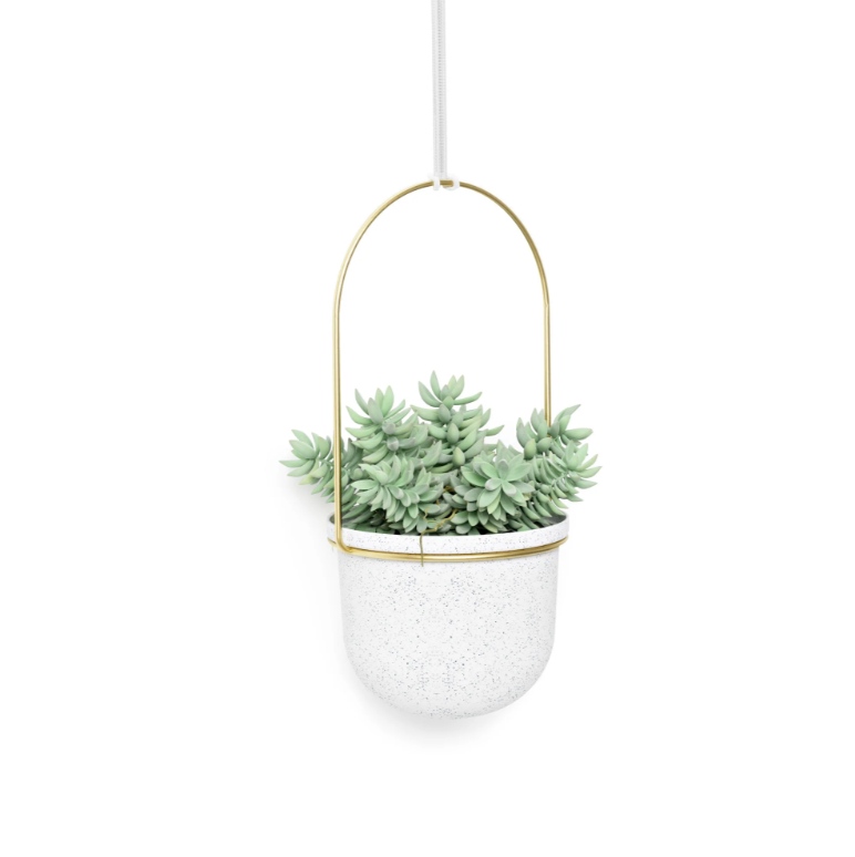Close-up of one Umbra Triflora pot in white and brass holding a succulent