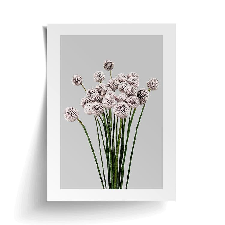 Unframed Allium Print with a curled corner and soft shadow