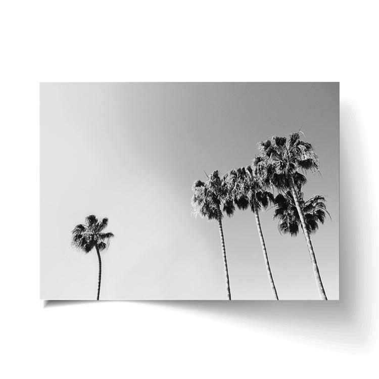 Black and White Palm print unframed, with a lifted corner