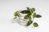 A watertight HAZY POT planter from Ned Collections with a green plant in it.