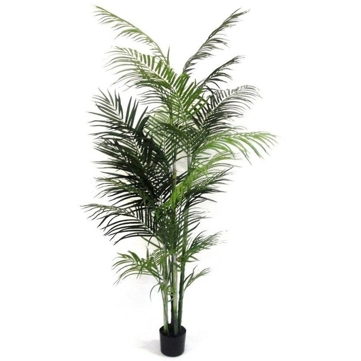 Potted Areca Palm 2.1m, tall arching feathery fronds in a black nursery pot, on white