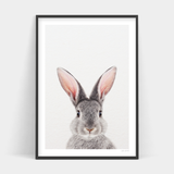 A grey bunny in a black frame with a white background, available for delivery - Roger Rabbit Front by Art Prints.