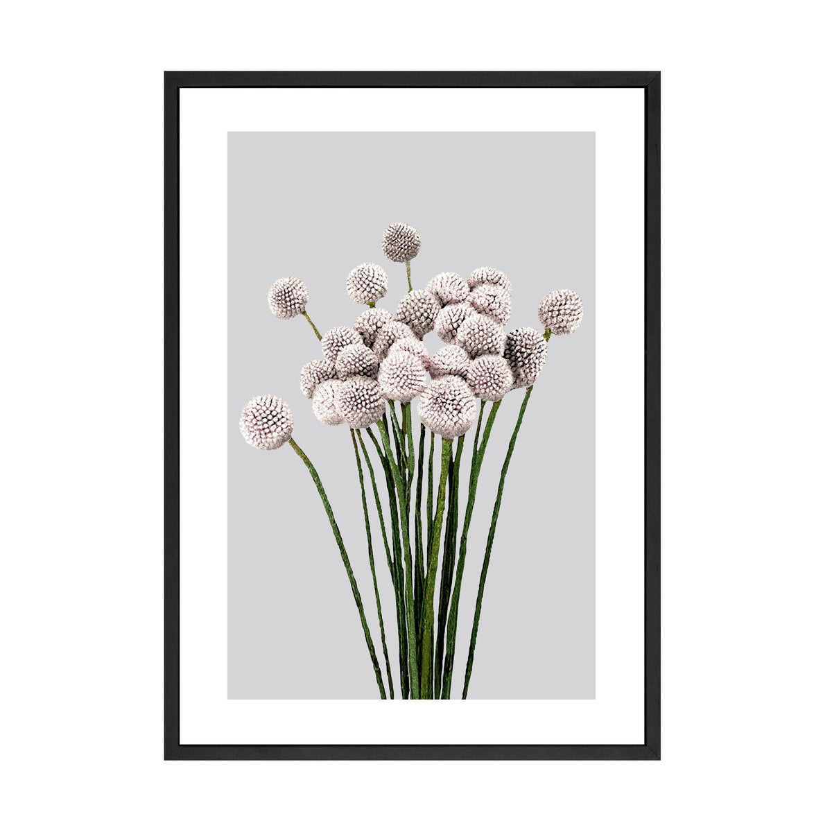 Allium Print by Papier HQ in a black frame, pale allium stems on a grey background