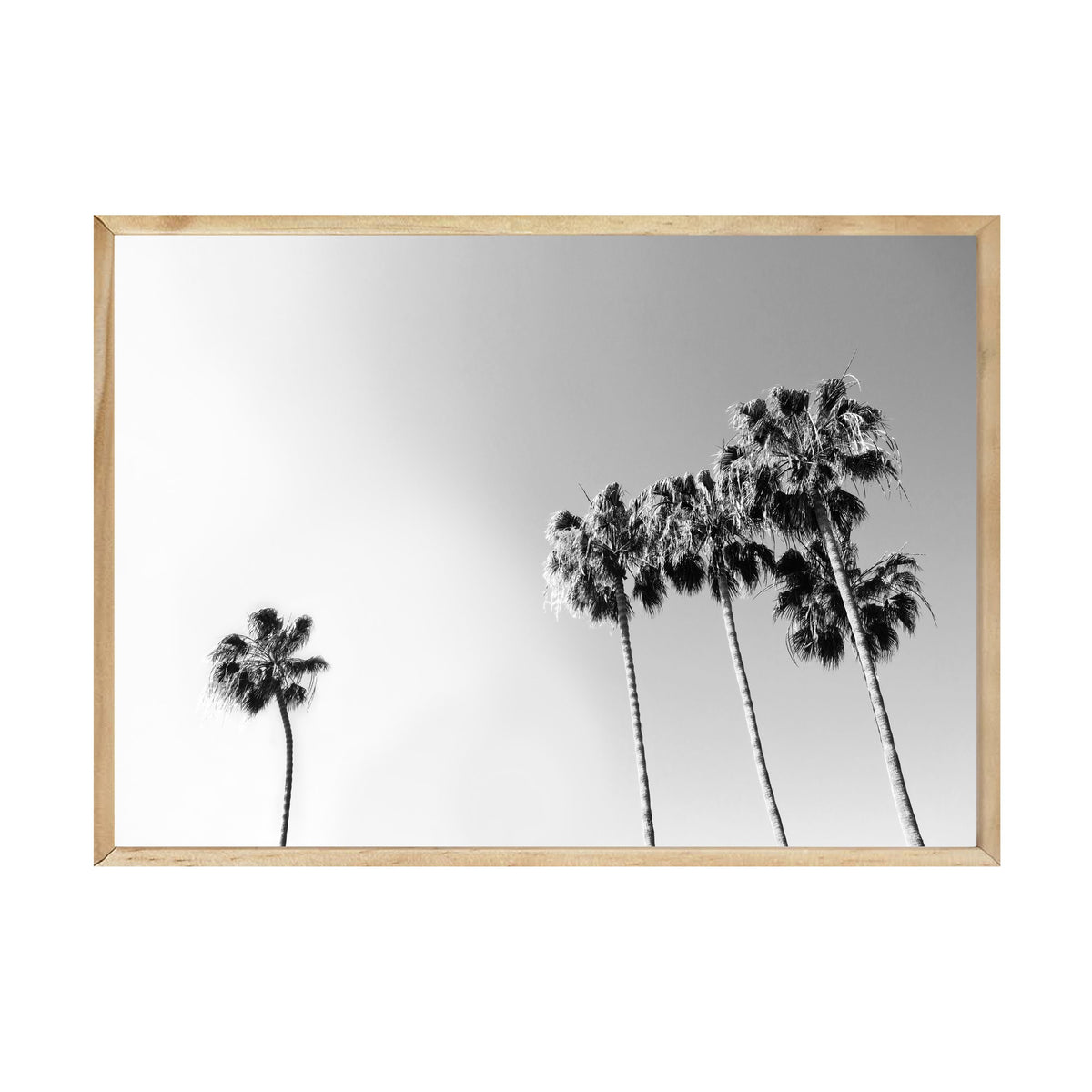 Black and White Palm print in a natural timber frame