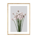 A framed print of white flowers, the PAPIER HQ | ALLIUM PRINT by Art Prints.