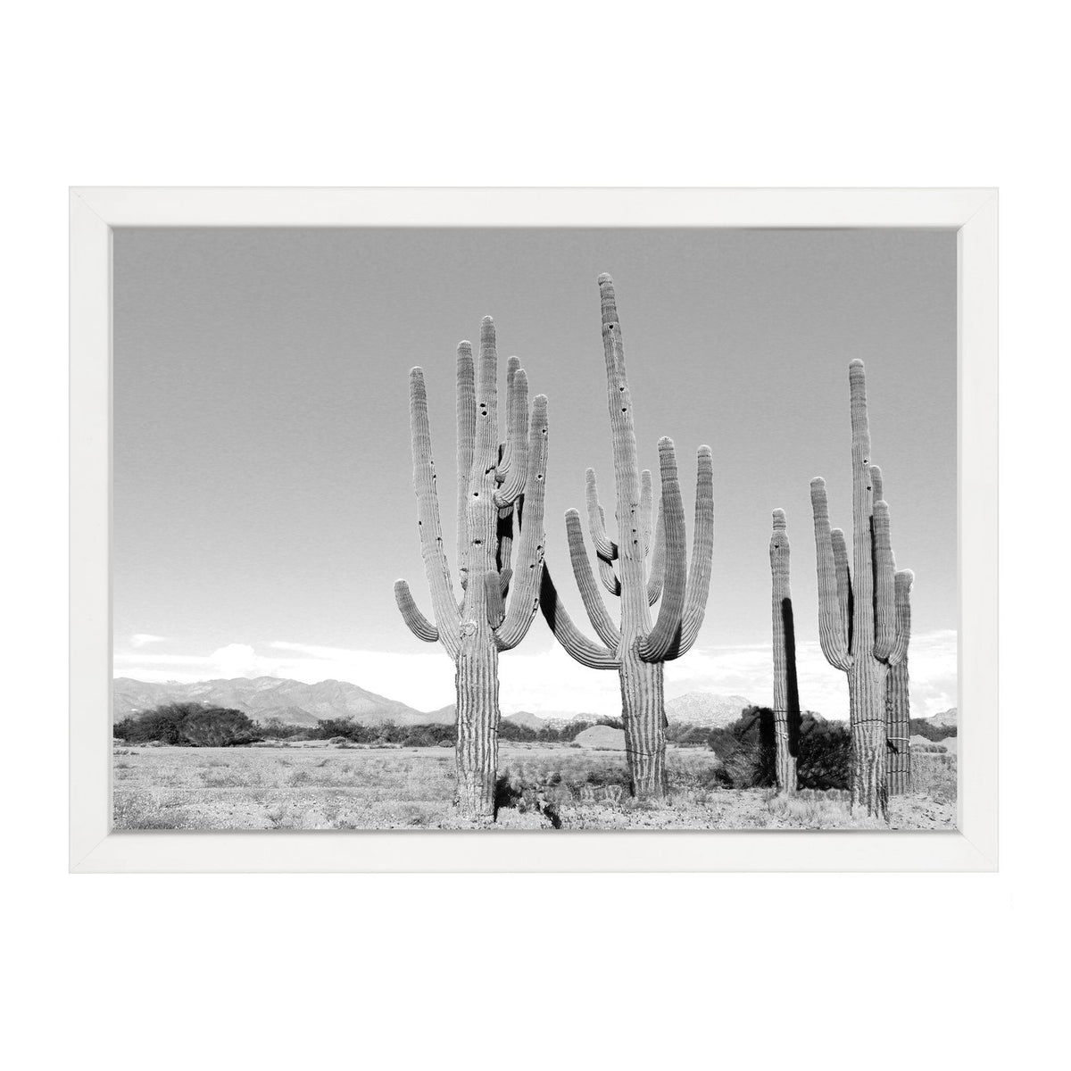 Cactus print, black and white saguaro cacti in a desert, landscape, in a white frame on white