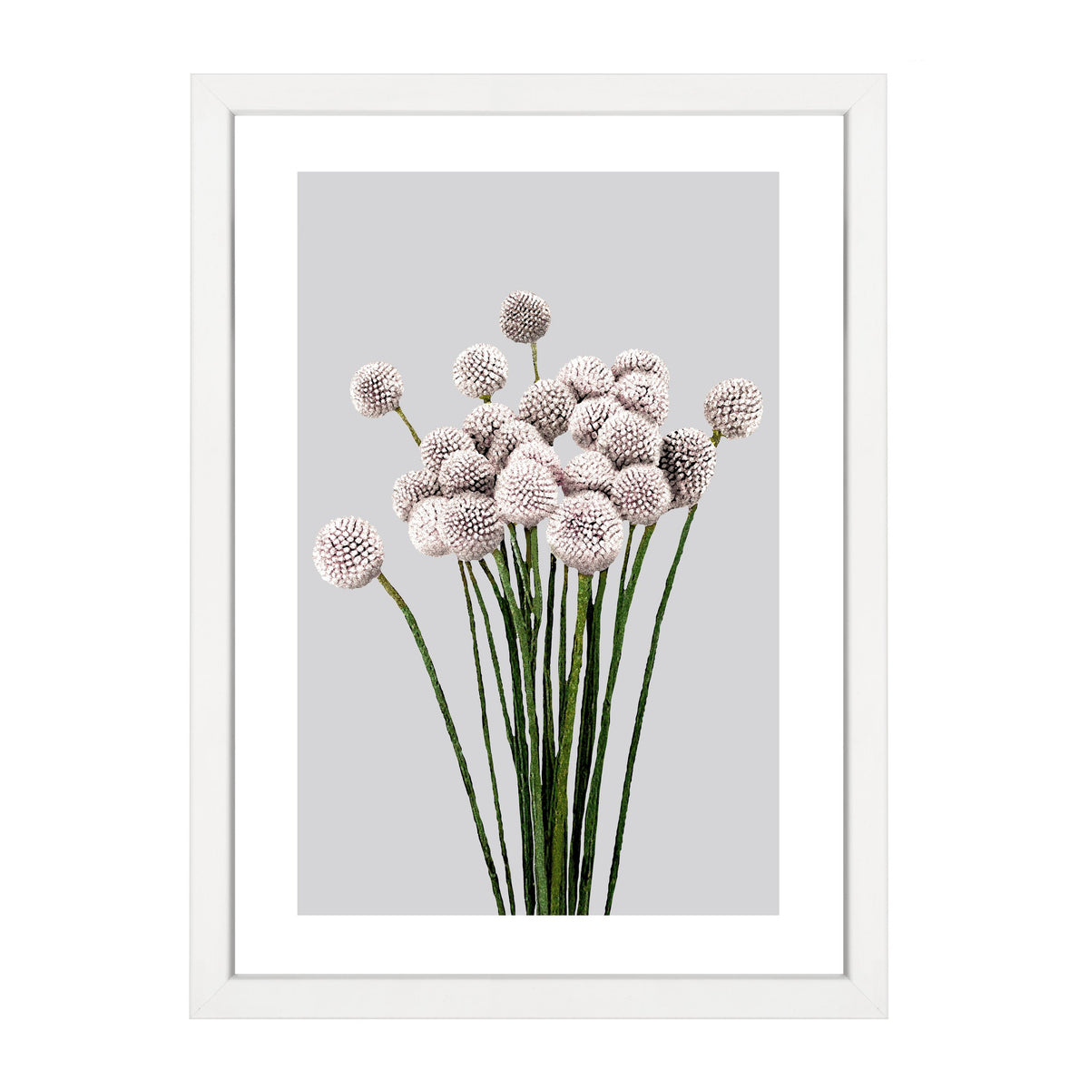Delicate Allium botanical wall art print by Papier HQ framed in white