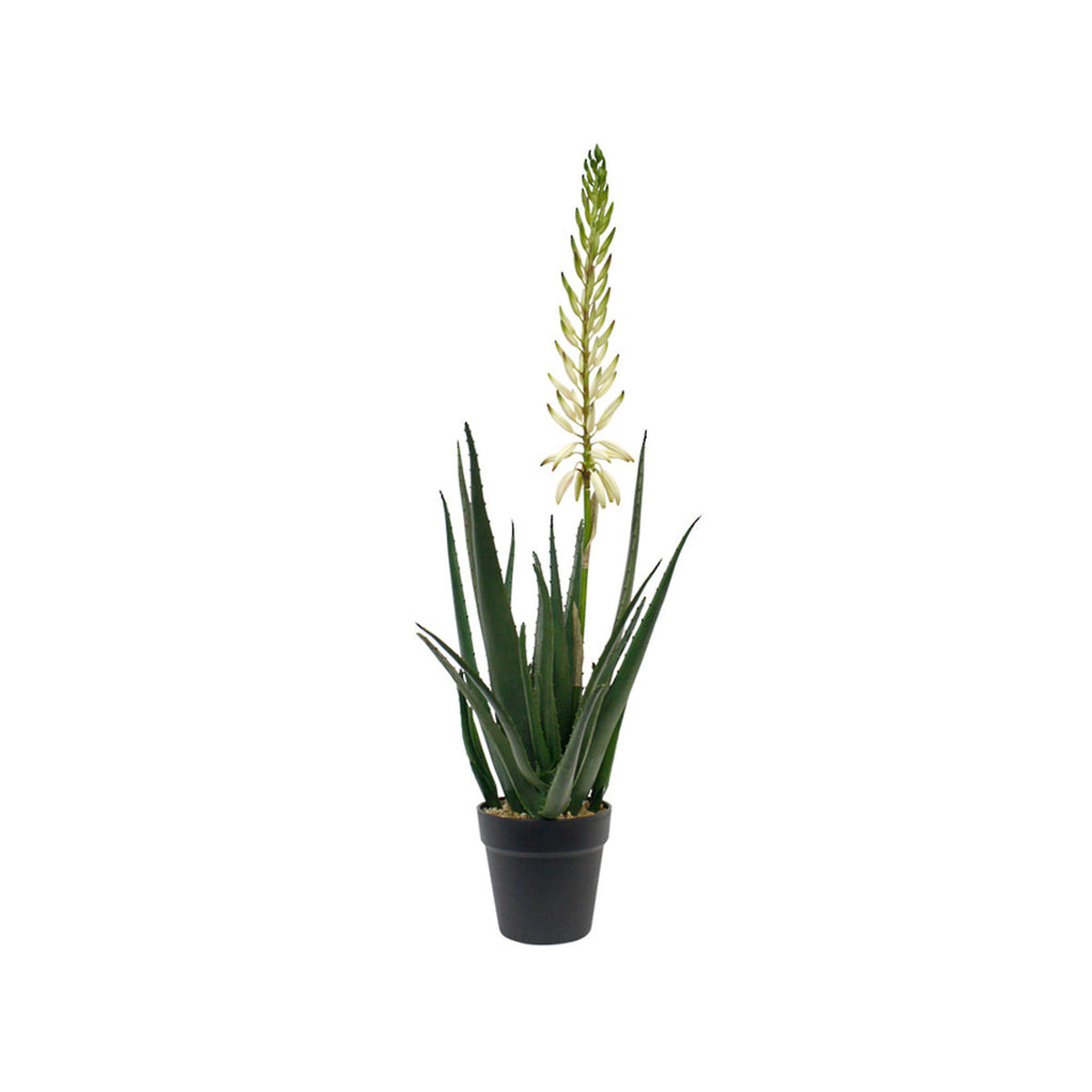 Faux flowering aloe vera with a cream flower spike in a black pot, on white