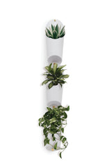 Three white pots with plants hanging from them, forming a DIY green wall using Umbra Floralink wall vessels.