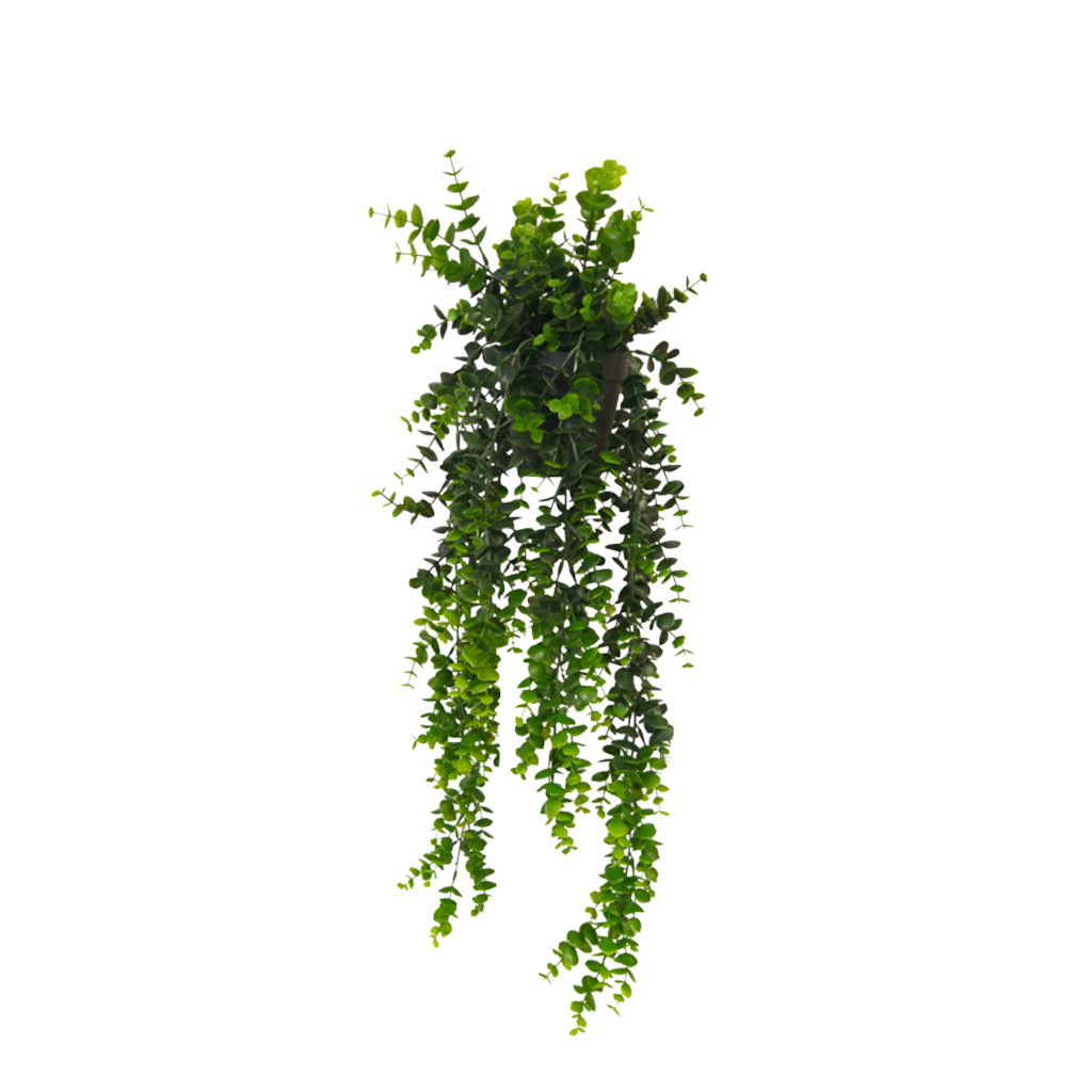 Potted hanging eucalyptus in the green colourway, bright trailing foliage in a dark pot on white