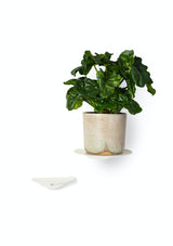 A versatile shelf with Made of Tomorrow's FOLD ROUND SHELVES (SET OF 2) - WHITE, featuring a potted plant next to a white wall.