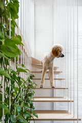 A Resident Dog Volume 2 | Nicole England book, featuring a poodle, standing on the stairs of a house.