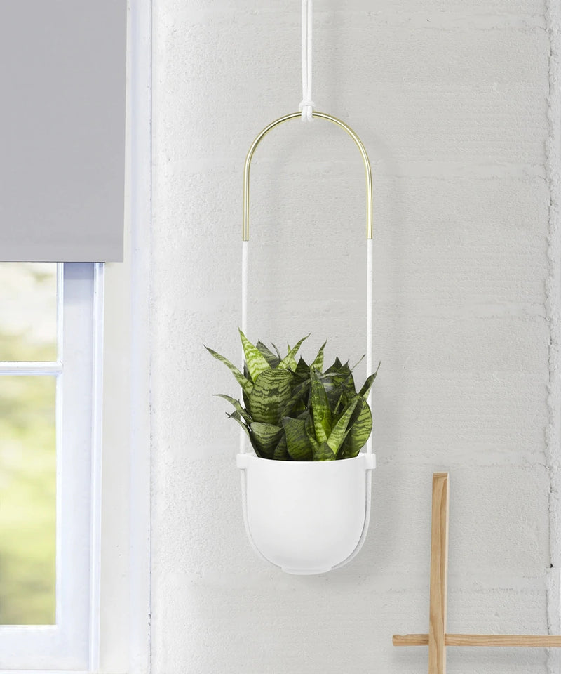 A BOLO planters suspended from the wall, showcasing a vibrant green plant.