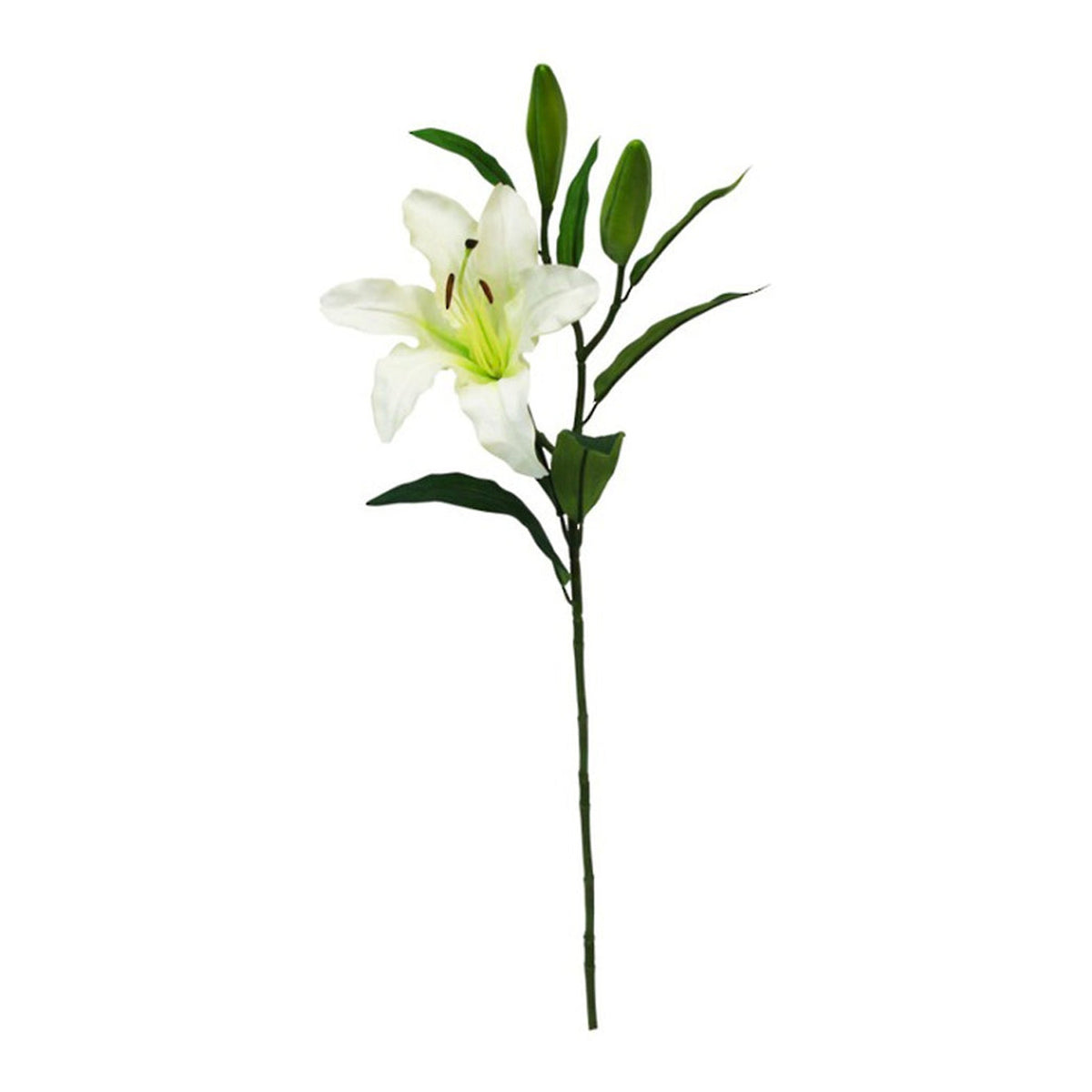 White rubrum lily stem with open bloom and buds, on white