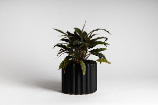 A black planter from Ned Collections called the ALTO VASE WHITE / BLACK.