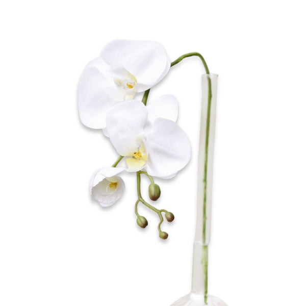 Orchid Stem