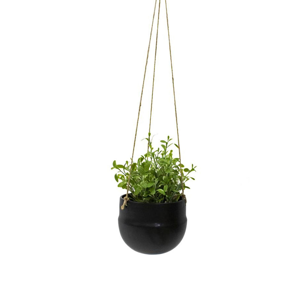Black porcelain hanging planter on jute rope with a leafy green plant, on white