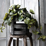 An Artificial Flora Variegated Pothos Hanging Bush with a live plant.