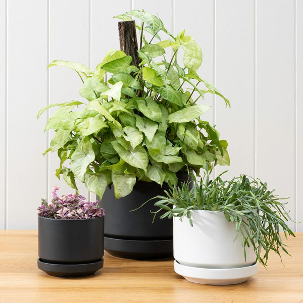 Three Zurich Planters by Potted, black and white with drainage, on a wooden table.