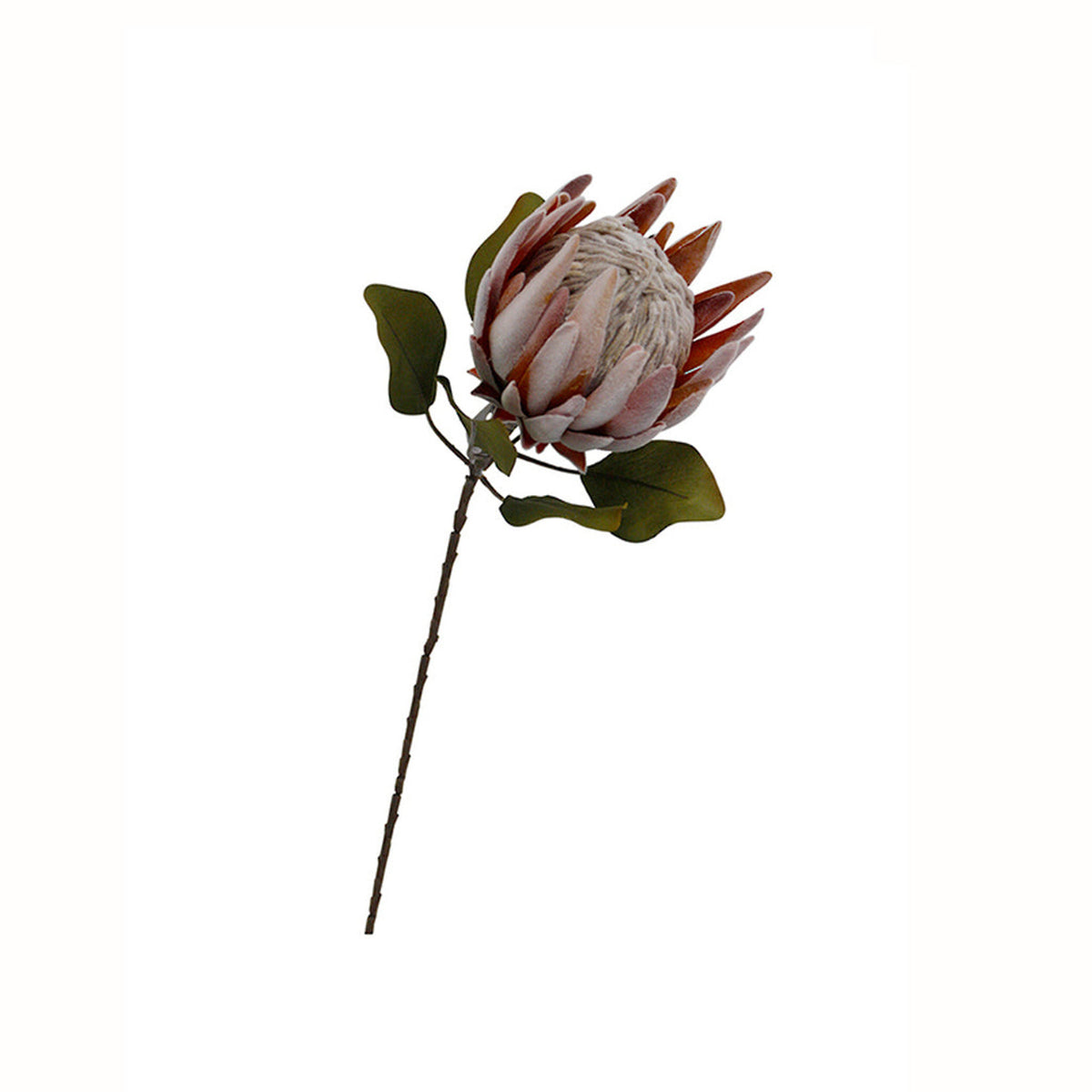 Faux dried protea bloom on its stem against white