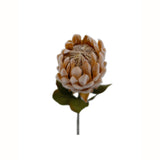 A small Dried Protea Small Light Peach 61cm flower on a stem against a white background. (Brand: Artificial Flora)