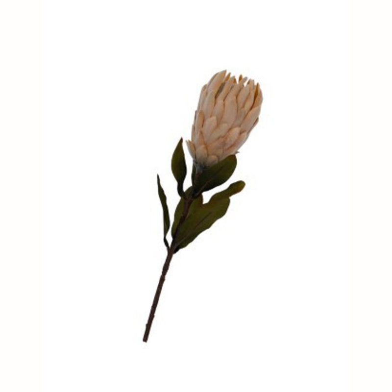 A white flower on a stem against a white background, resembling Artificial Flora's Dried Protea Small Light Peach 61cm.