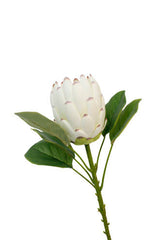Queen Protea Spray White close-up showing lifelike 10cm white bloom detail, faux protea stem from Flux Boutique