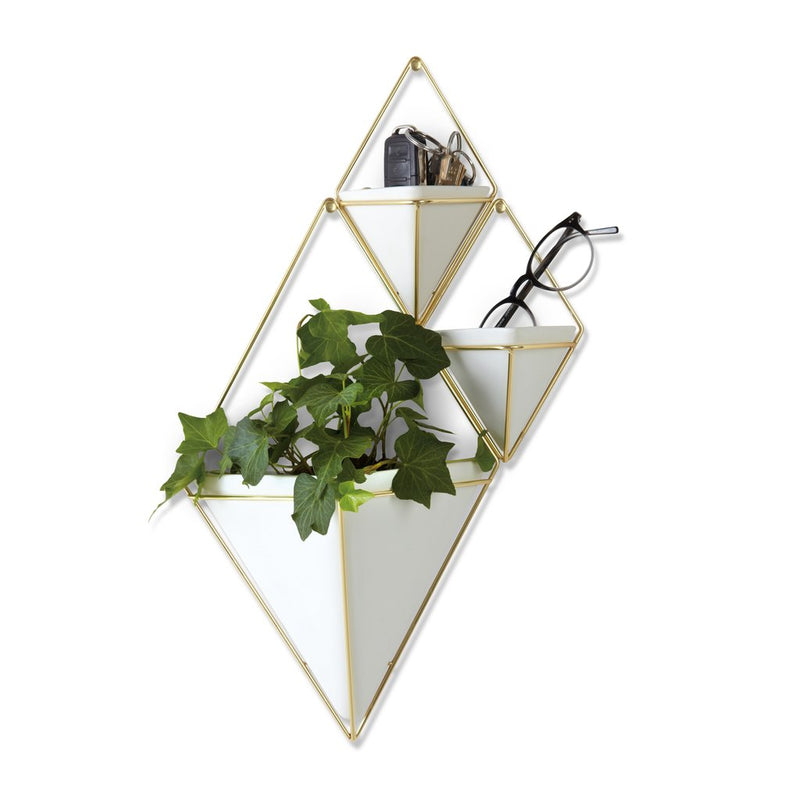 A Trigg Wall Vessel - Black by Umbra, with a plant, adding a decorative touch to any space.